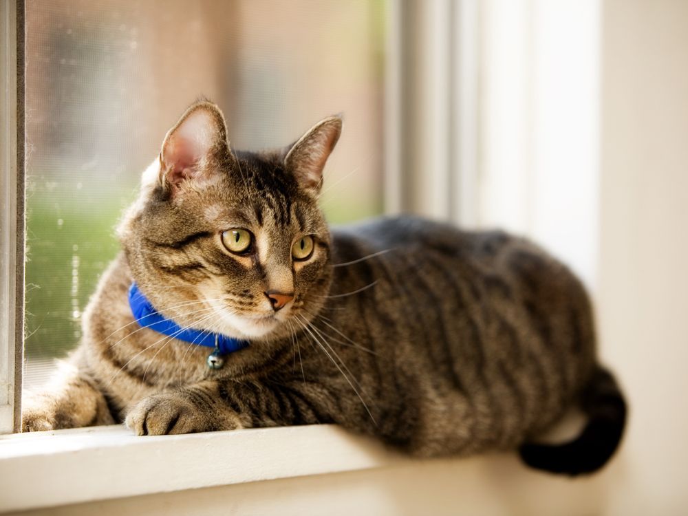 a cat with collar sitting by a window
