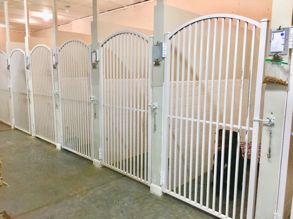 Dog Boarding In Raleigh, NC North Hills Animal Hospital & Resort