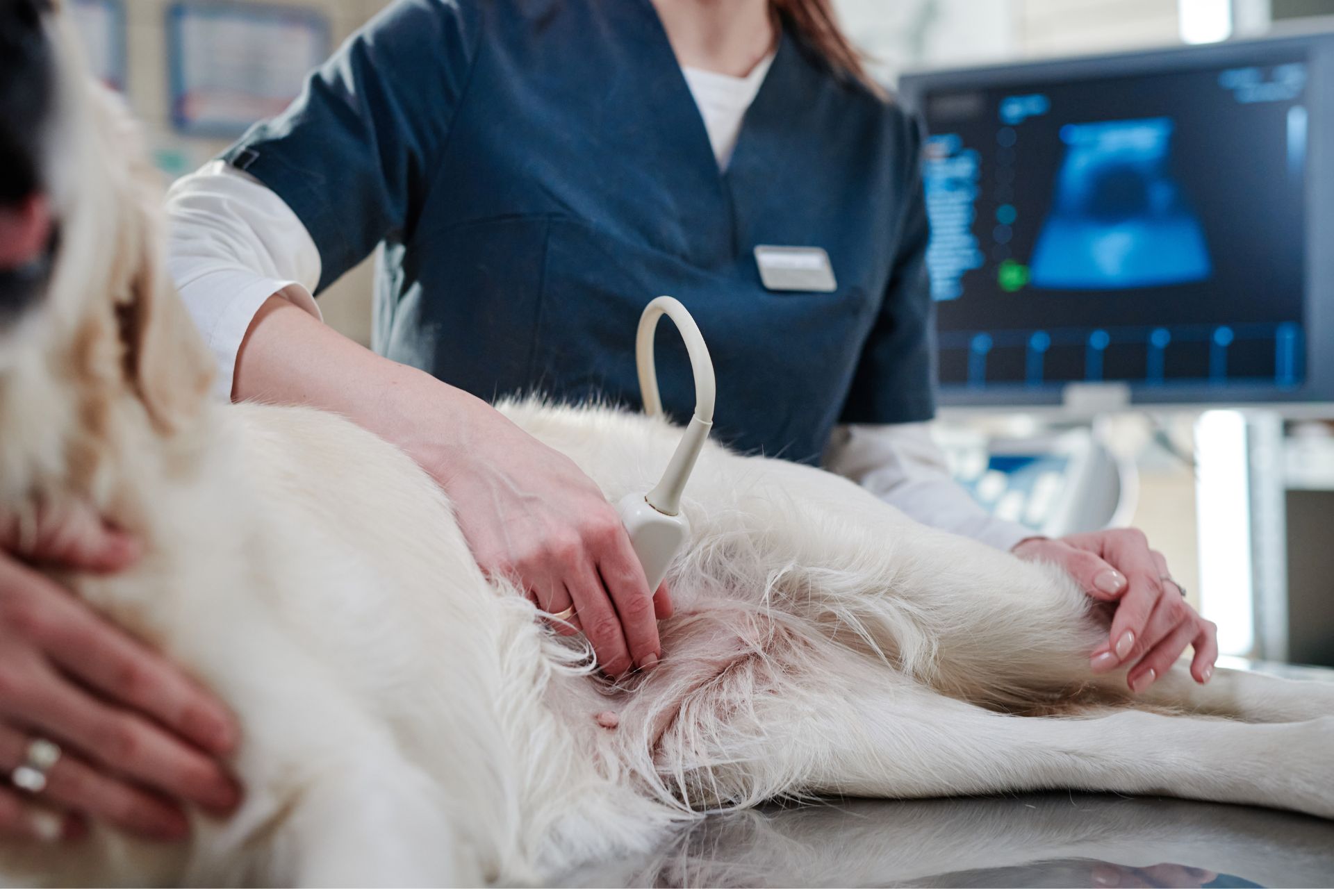 a dog getting ultrasound
