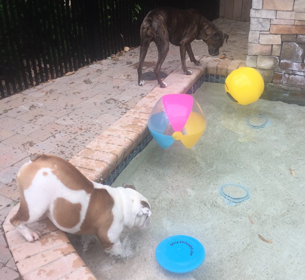 dogs playing in a pool