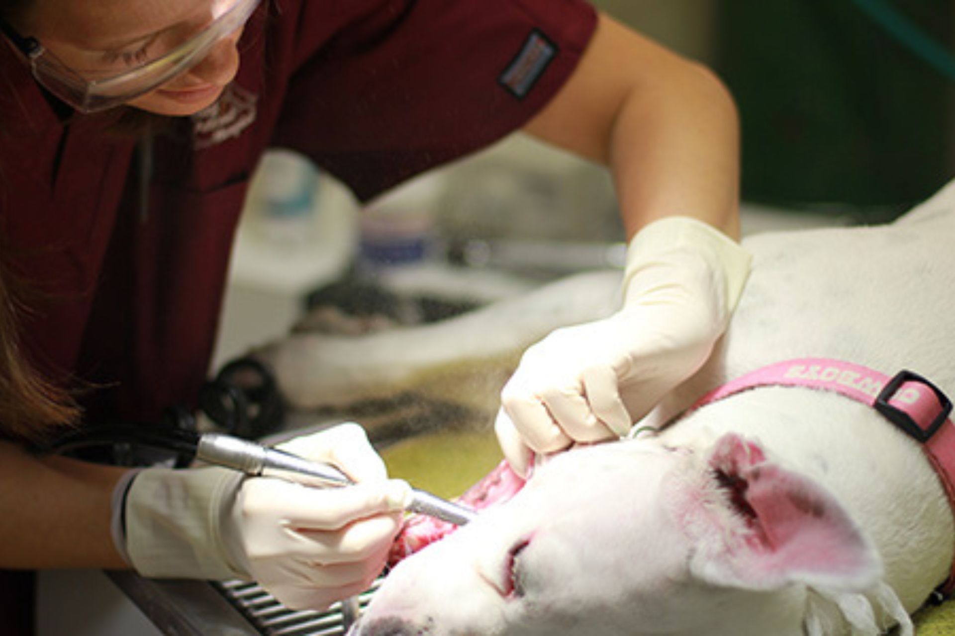 vet examining a dog's teeth