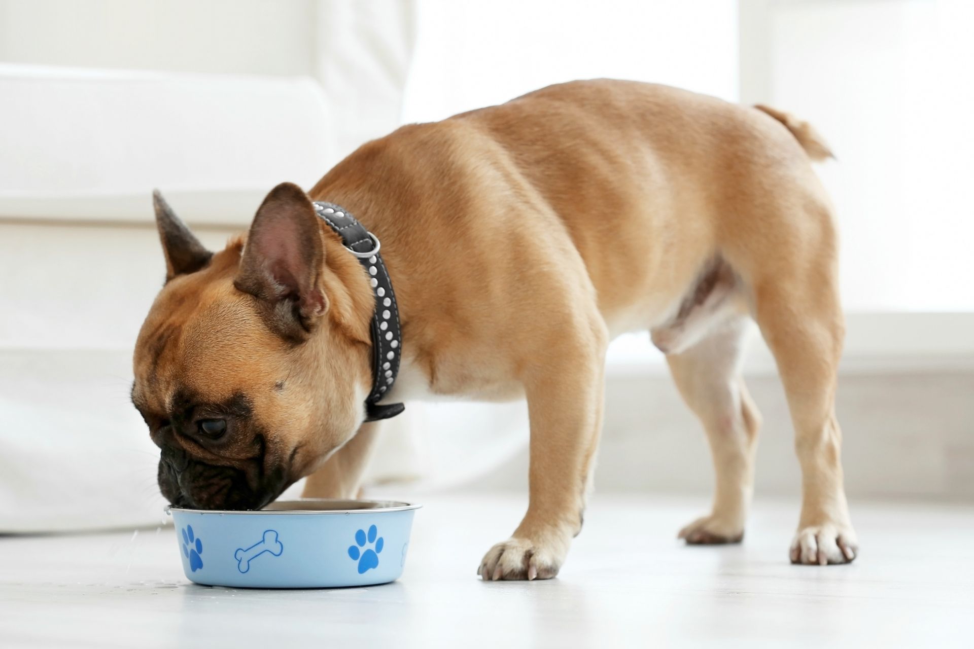 a dog eating from the bowl