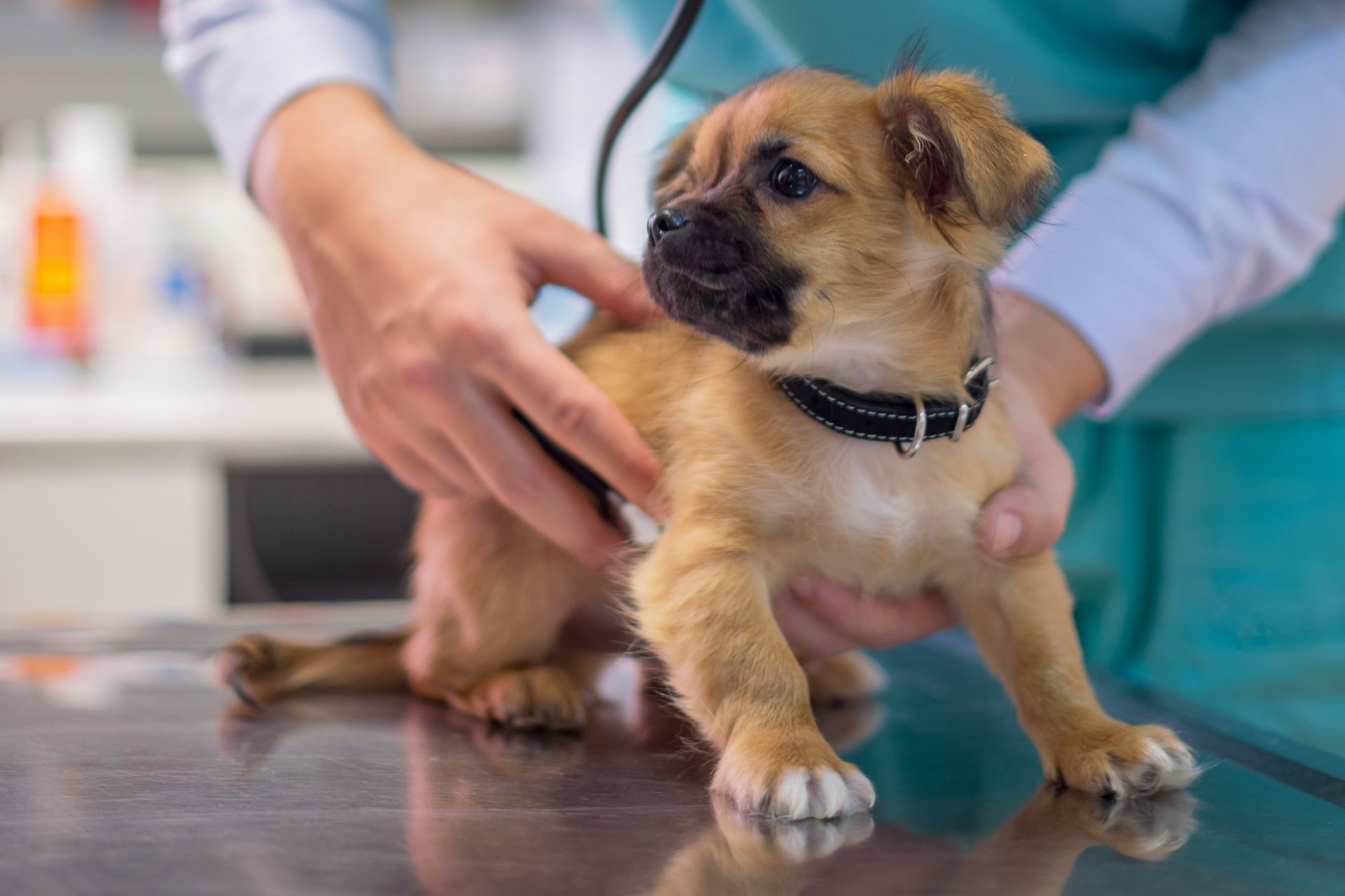 a puppy being examined by a vet