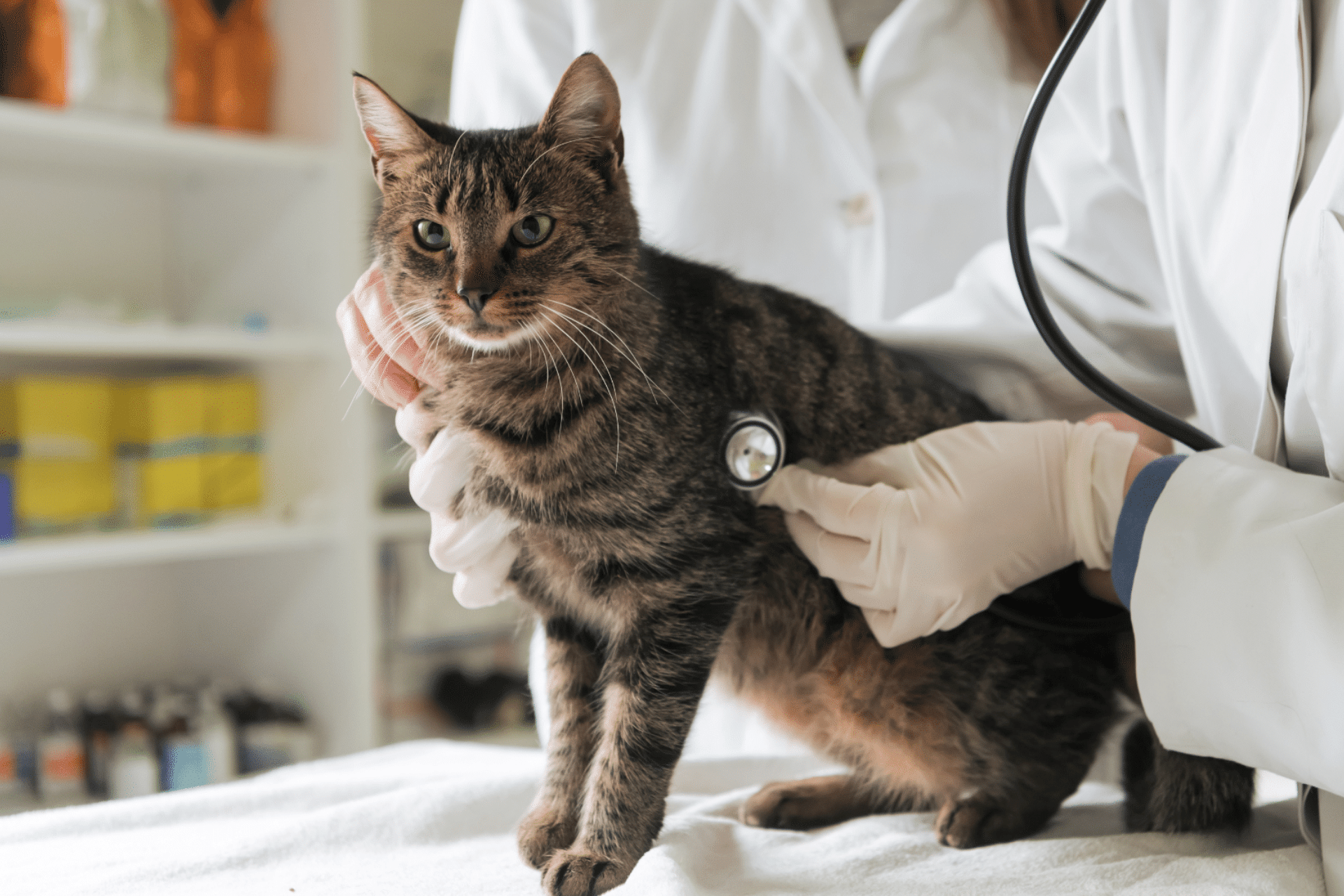 a dog getting ultrasound