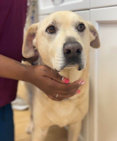 A closeup image of a dog
