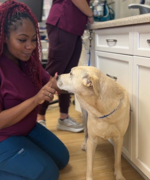 A vet staff and a dog