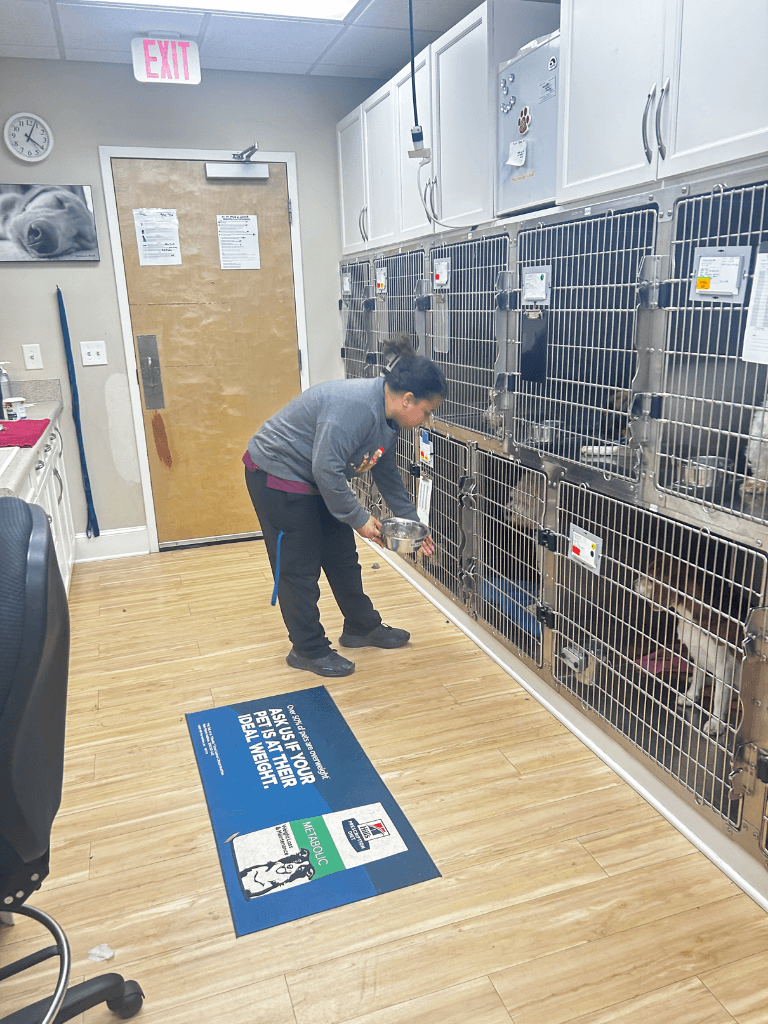 dog boarding at North Hills Animal Hospital