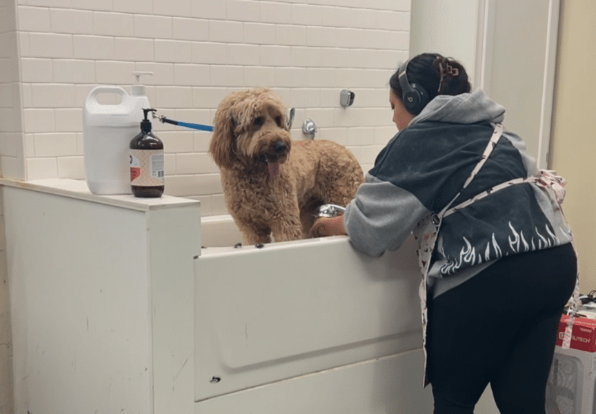 A groomer bathing a dog during a grooming session