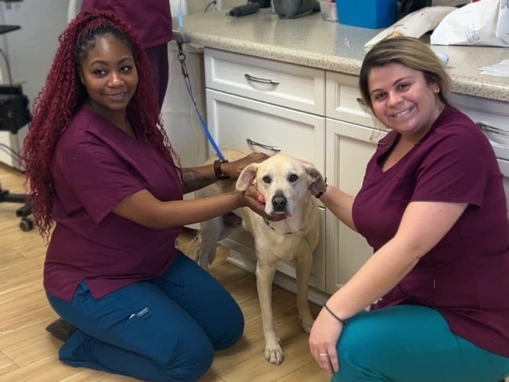 two vet staff examining a dog